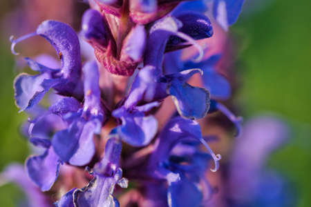 close up of a purple flower in the fields at the countrysideの写真素材