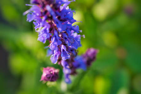 close up of a purple flower in the countrysideの写真素材