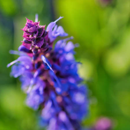 close up of a purple flower in the countrysideの写真素材