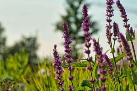 beautiful nature in the countrysideの写真素材