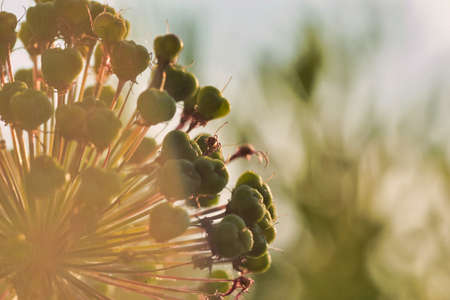 beautiful nature in the countrysideの写真素材