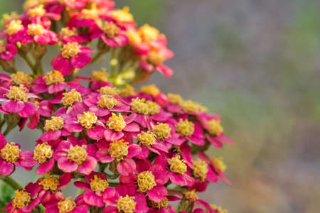 beautiful nature in the countrysideの写真素材