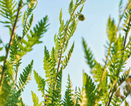 beautiful nature in the fields in the  countrysideの写真素材