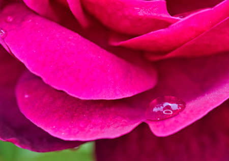 close up of rain water drops on a  red rose in the fields in the countryside in a small german townの写真素材