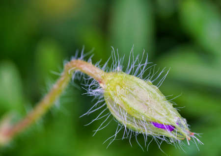close up of a flower in the fields in the countryside in a small german townの写真素材