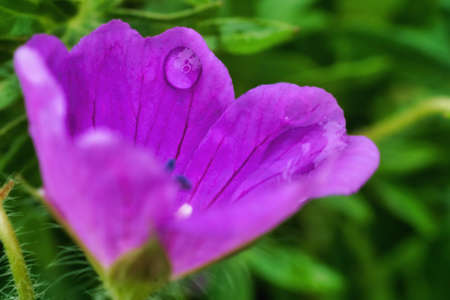 close up of rain water drops on a  flower in the fields in the countryside in a small german townの写真素材