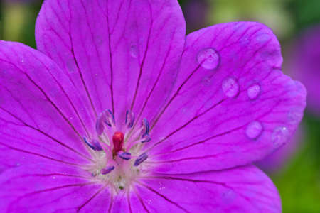 close up of a flower in the fields in the countryside in a small german townの写真素材