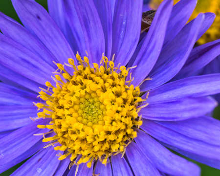 close up of a flower in the fields in the countryside in a small german townの写真素材