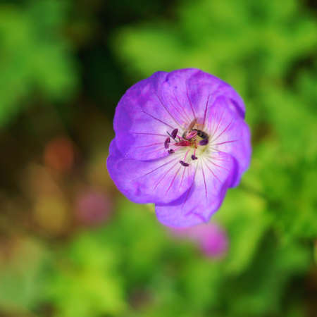 beautiful close up of a flower in the rose garden in bern, switzerlandの写真素材