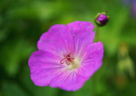 beautiful close up of a flower in the rose garden in bern, switzerlandの写真素材