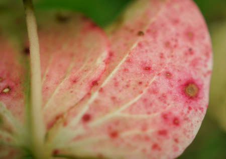 beautiful close up of a flowers and plants in the rose garden in bern, switzerland