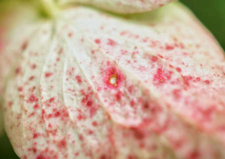 beautiful close up of a flowers and plants in the rose garden in bern, switzerlandの写真素材