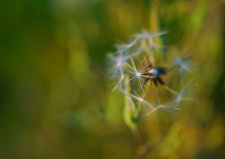 Beautiful closeup of green nature.の写真素材