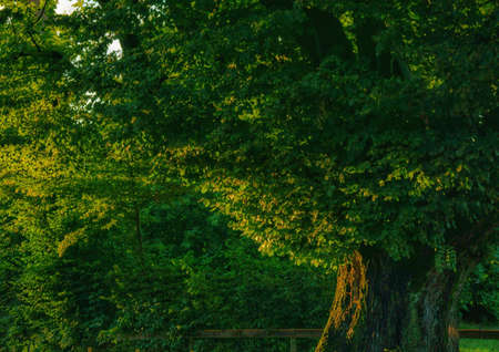 Beautiful landscape view of green nature.の写真素材