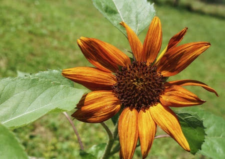 close up of a flower in the fieldsの写真素材