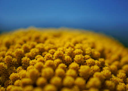 close up of a flower in the fieldsの写真素材