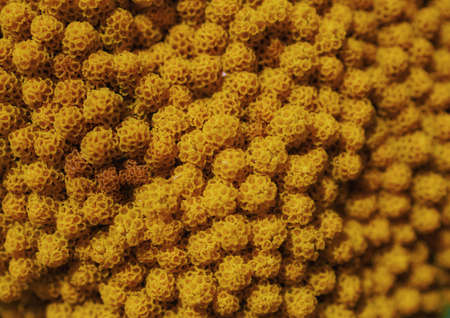 close up of a flower in the fieldsの写真素材