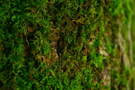 beautiful green nature near the aare river in switzerlandの写真素材