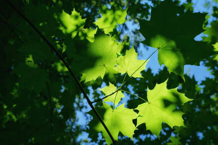 beautiful green nature in the woods near the aare river in switzerlandの写真素材