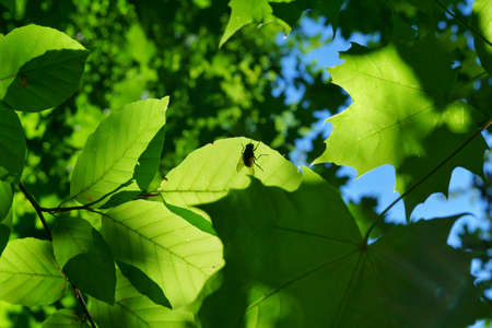 beautiful green nature in the woods near the aare river in switzerlandの写真素材