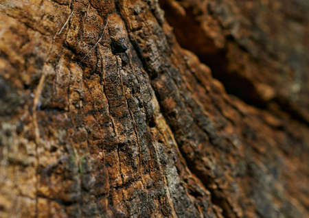 beautiful pattern and texture, close up of a tree in the woodsの写真素材