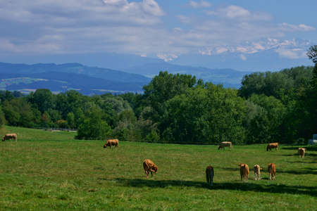 beautiful landscape view of the green fields in switzerlandの写真素材