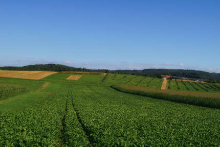beautiful landscape view of the green natural  swiss countryside in jegestorfの写真素材
