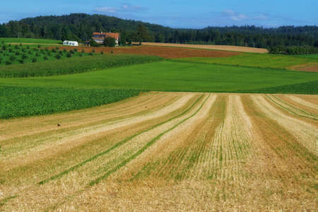 beautiful landscape view of the green natural  swiss countryside in jegestorfの写真素材