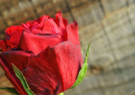 beautiful macro closeup of a red rose. in the old town Bern, Switzerlandの写真素材
