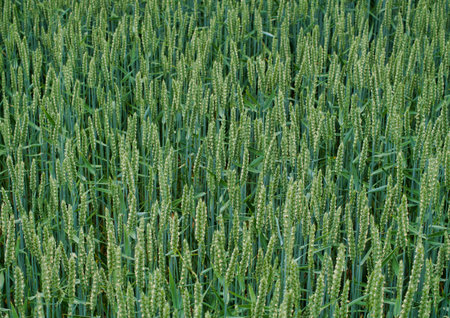 Beautiful landscape view of the farm fields at the Bahnstadt in Heidelberg, Germanyの写真素材