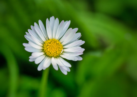 Beautiful macro close up view of a daisy in the farm fields at the Bahnstadt in Heidelberg, Germanyの写真素材