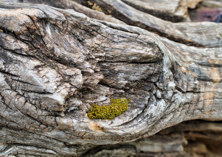 Beautiful details and texture of old trees in the farm fields at the Bahnstadt in Heidelberg, Germanyの写真素材