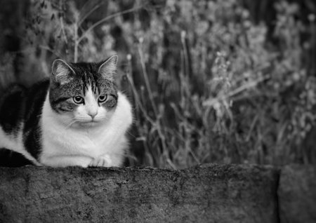 Beautiful cute cat at the farm fields.
at the Bahnstadt in Heidelberg, Germanyの写真素材