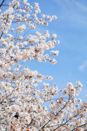 Beautiful cherry blossoms trees blooming in spring at the farm fields in Heidelberg, Germanyの写真素材