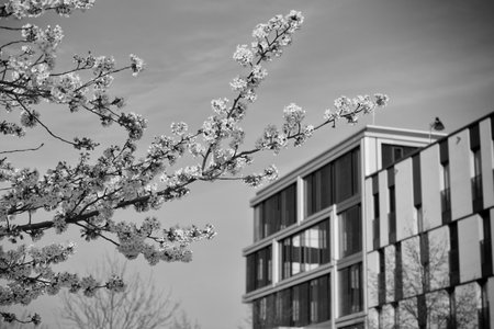 Beautiful cherry blossoms trees blooming in spring at the farm fields in Heidelberg, Germanyのeditorial素材