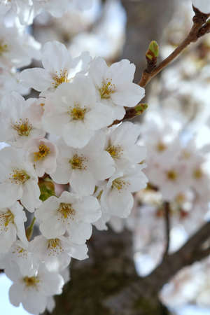 Beautiful cherry blossoms trees blooming in spring at the Bahnstadt farm fields in Heidelberg, Germanyの写真素材
