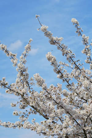 Beautiful cherry blossoms trees blooming in spring at the Bahnstadt farm fields in Heidelberg, Germanyの写真素材