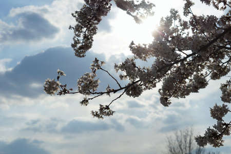 Beautiful cherry blossoms trees blooming in spring at the Bahnstadt farm fields in Heidelberg, Germanyの写真素材
