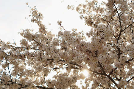 Beautiful cherry blossoms trees blooming in spring at the Bahnstadt farm fields in Heidelberg, Germanyの写真素材