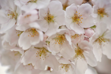 Beautiful cherry blossoms trees blooming in spring at the Bahnstadt farm fields in Heidelberg, Germanyの写真素材