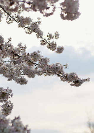 Beautiful cherry blossoms trees blooming in spring at the Bahnstadt farm fields in Heidelberg, Germanyの写真素材