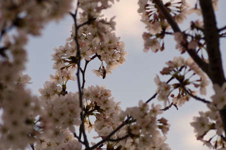 Beautiful cherry blossoms trees blooming in spring at the Bahnstadt farm fields in Heidelberg, Germanyの写真素材