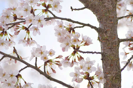 Beautiful cherry blossoms trees blooming in spring at the Bahnstadt farm fields in Heidelberg, Germanyの写真素材