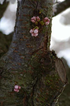 beautiful cherry blossoms blooming in spring at the farm fields in Heidelberg, Germanyの写真素材