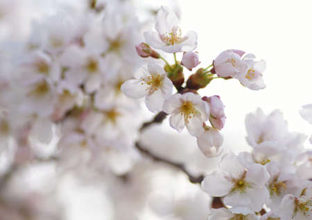 beautiful cherry blossoms blooming in spring at the farm fields in Heidelberg, Germanyの写真素材