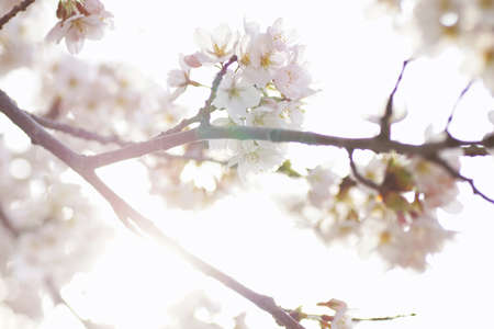 Beautiful cherry blossoms blooming in spring at the farm fields in Heidelberg, Germanyの写真素材