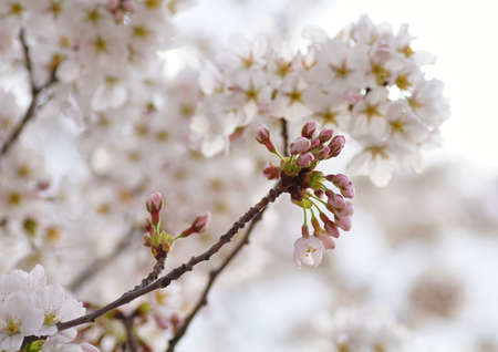 Beautiful cherry blossoms blooming in spring at the farm fields in Heidelberg, Germanyの写真素材