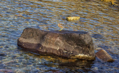 Bird resting on a rock at the sea coastline, in Jeddah, Saudi Arabiaの写真素材