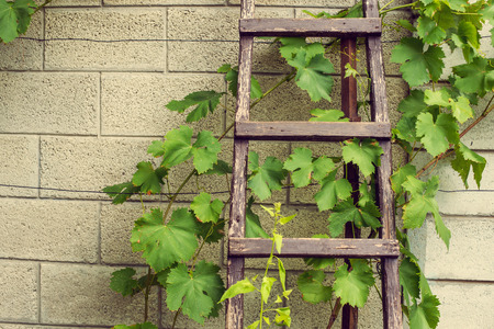 Stepladder laying above the wall in vineyard.の写真素材