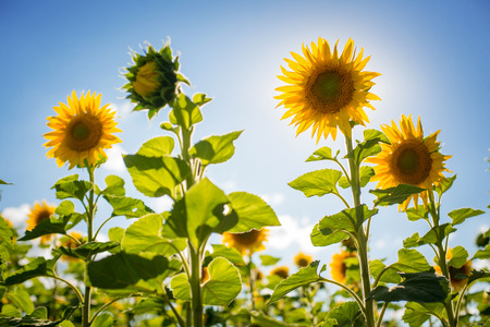 Sunflower field over blue sky.の写真素材